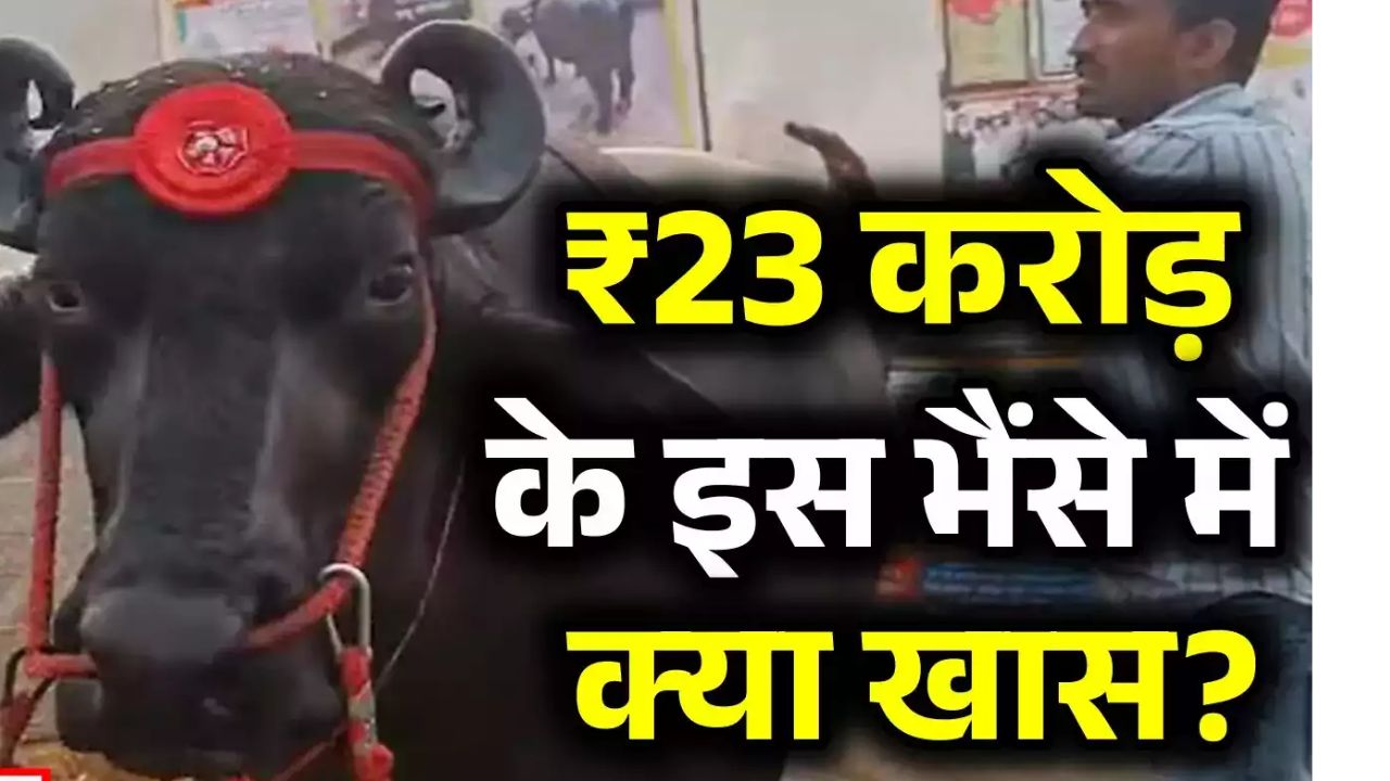 Rajasthan: काजू-बादाम से भरी डाइट! 4 लोग करते देखरेख… मुलाकात करें अनमोल से, 23 करोड़ के भैंसे से!