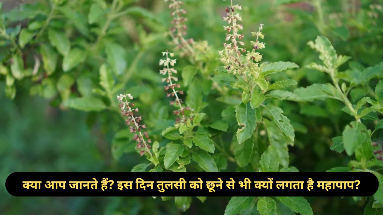 Tulsi Puja Ke Niyam